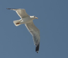 IMG_2781a.jpg